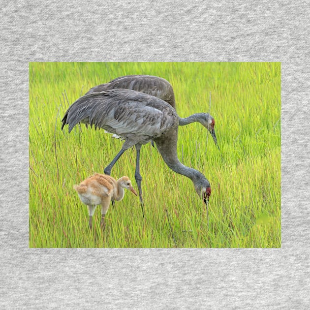 Sandhill crane parents with chick by joesaladino